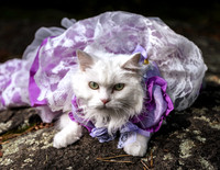 Duchess 2026